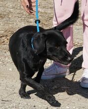 NERO, Hund, Labrador-Mix in Vallendar - Bild 9