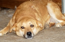 DEXTER, Hund, Mischlingshund in Rumänien - Bild 1