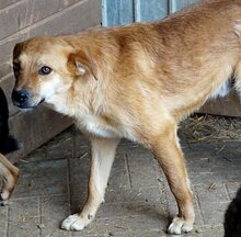 DEXTER, Hund, Mischlingshund in Rumänien - Bild 2