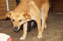 DEXTER, Hund, Mischlingshund in Rumänien - Bild 3