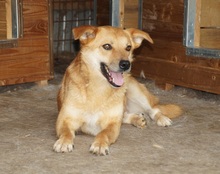 DEXTER, Hund, Mischlingshund in Rumänien - Bild 4