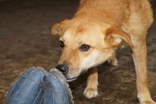 DEXTER, Hund, Mischlingshund in Rumänien - Bild 5