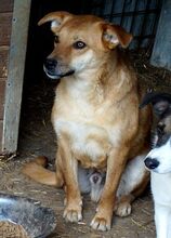 DEXTER, Hund, Mischlingshund in Rumänien - Bild 6