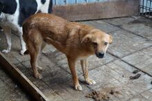 DEXTER, Hund, Mischlingshund in Rumänien - Bild 7