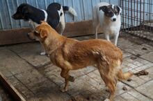 DEXTER, Hund, Mischlingshund in Rumänien - Bild 8