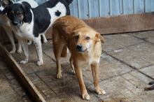 DEXTER, Hund, Mischlingshund in Rumänien - Bild 9