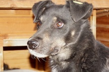NICO, Hund, Mischlingshund in Rumänien - Bild 1