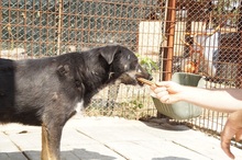NICO, Hund, Mischlingshund in Rumänien - Bild 10