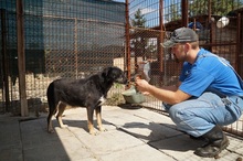 NICO, Hund, Mischlingshund in Rumänien - Bild 11