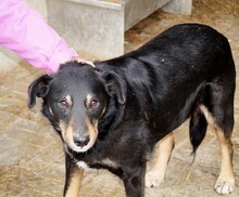NICO, Hund, Mischlingshund in Rumänien - Bild 2