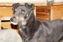NICO, Hund, Mischlingshund in Rumänien - Bild 7