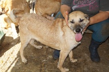 WINSTON, Hund, Mischlingshund in Rumänien - Bild 1