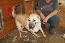 WINSTON, Hund, Mischlingshund in Rumänien - Bild 10