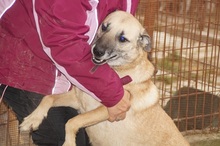 WINSTON, Hund, Mischlingshund in Rumänien - Bild 2