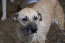 WINSTON, Hund, Mischlingshund in Rumänien - Bild 3