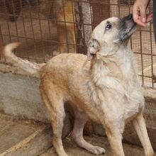 WINSTON, Hund, Mischlingshund in Rumänien - Bild 4