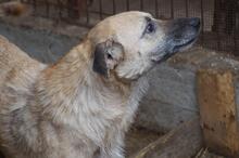 WINSTON, Hund, Mischlingshund in Rumänien - Bild 5