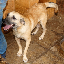 WINSTON, Hund, Mischlingshund in Rumänien - Bild 6