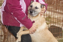 WINSTON, Hund, Mischlingshund in Rumänien - Bild 7