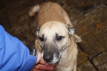 WINSTON, Hund, Mischlingshund in Rumänien - Bild 8