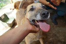 WINSTON, Hund, Mischlingshund in Rumänien - Bild 9