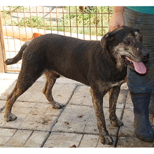MACLEOD, Hund, Mischlingshund in Rumänien - Bild 1