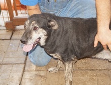 MACLEOD, Hund, Mischlingshund in Rumänien - Bild 10