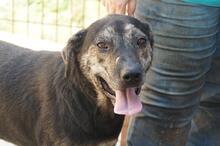 MACLEOD, Hund, Mischlingshund in Rumänien - Bild 2