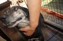 MACLEOD, Hund, Mischlingshund in Rumänien - Bild 3