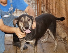 MACLEOD, Hund, Mischlingshund in Rumänien - Bild 7