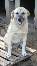 SABINE, Hund, Mischlingshund in Rumänien - Bild 1