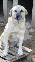 SABINE, Hund, Mischlingshund in Rumänien - Bild 2