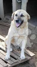 SABINE, Hund, Mischlingshund in Rumänien - Bild 6
