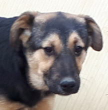 ROMINA, Hund, Deutscher Schäferhund-Mix in Rumänien - Bild 2