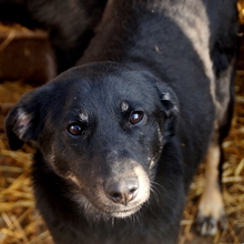TESSA, Hund, Mischlingshund in Rumänien - Bild 1