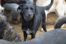 TESSA, Hund, Mischlingshund in Rumänien - Bild 2