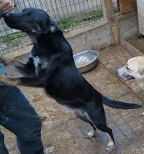TESSA, Hund, Mischlingshund in Rumänien - Bild 3