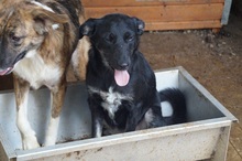 TESSA, Hund, Mischlingshund in Rumänien - Bild 4
