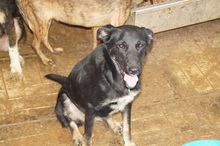 TESSA, Hund, Mischlingshund in Rumänien - Bild 5