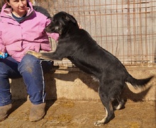 TESSA, Hund, Mischlingshund in Rumänien - Bild 6