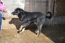 TESSA, Hund, Mischlingshund in Rumänien - Bild 8