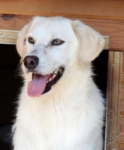 RICO, Hund, Mischlingshund in Rumänien - Bild 1