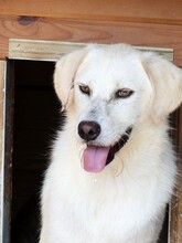 RICO, Hund, Mischlingshund in Rumänien - Bild 4