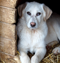 RICO, Hund, Mischlingshund in Rumänien - Bild 8