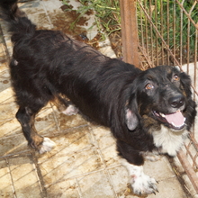 ROYAL, Hund, Mischlingshund in Rumänien - Bild 2