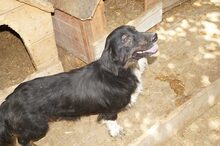 ROYAL, Hund, Mischlingshund in Rumänien - Bild 3