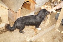 ROYAL, Hund, Mischlingshund in Rumänien - Bild 4