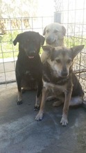 PADURE, Hund, Deutscher Schäferhund-Mix in Rumänien - Bild 4