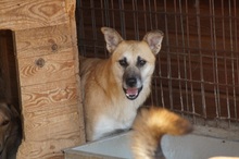 SHORTY, Hund, Mischlingshund in Rumänien - Bild 10