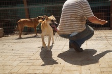 SHORTY, Hund, Mischlingshund in Rumänien - Bild 11